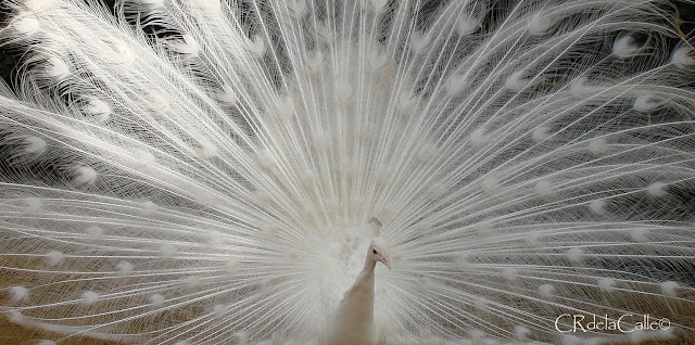 Pavo-real-albino-parque-de-maría-luisa-sevilla (7).jpg