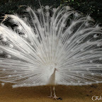 Pavo-real-albino-parque-de-maría-luisa-sevilla (8).jpg