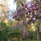 a Parque de María Luisa 12a.jpg