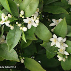 Azahar Sevilla a0.jpg