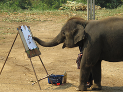 الفيل يرسم لوحة 