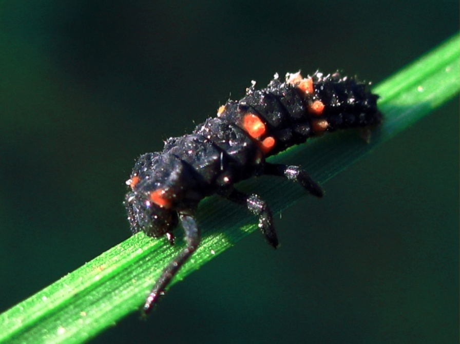 Ladybug larve
