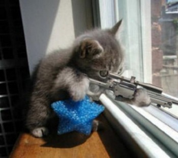 gato_terrorista_01%5B5%5D.jpg
