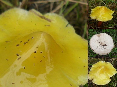 Ver cogumelos amarelos