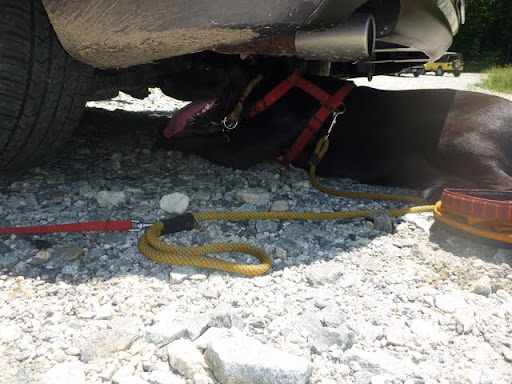 Duke under the car