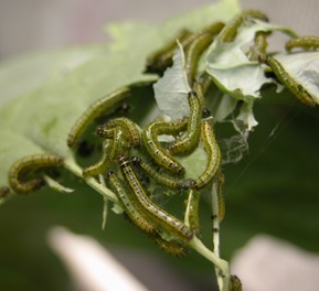 Caterpillar florida