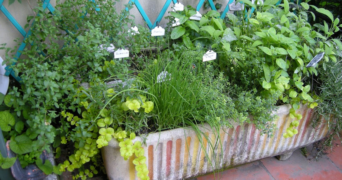 Posso Mettere Telecamere Nel Mio Giardino