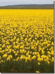 daffodils (1)