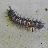 Garden Acraea larvae