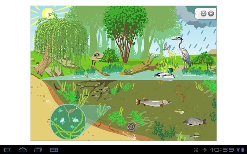 Free Pond ecosystem APK