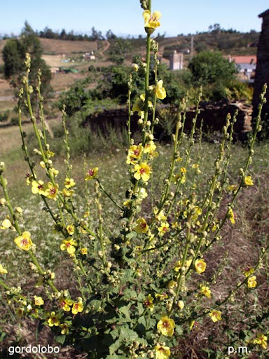 Gordolobo, Valverde del Camino Gordolobo, Valverde del Camino