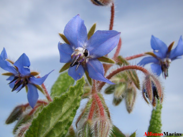 Primavera