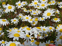 Primavera