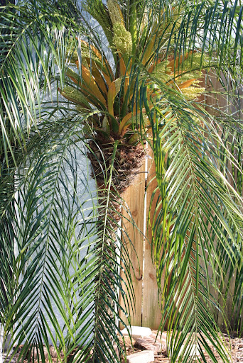 Phoenix roebelenii - DISCUSSING PALM TREES WORLDWIDE - PalmTalk