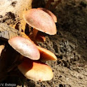 Fungus/mushroom