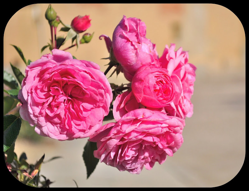 DSC_0012.JPG