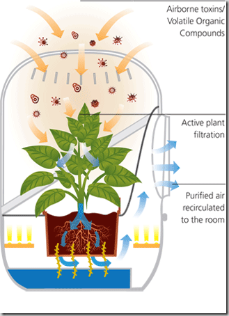 plant_purifier_in_action