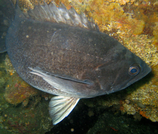 california-bosco-rockfish-catch-cook-best-ways-to-eat-rock-cod