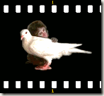love_monkey love_monkey