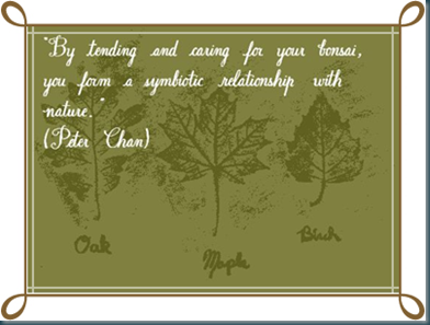 part 3 quotation bonsai