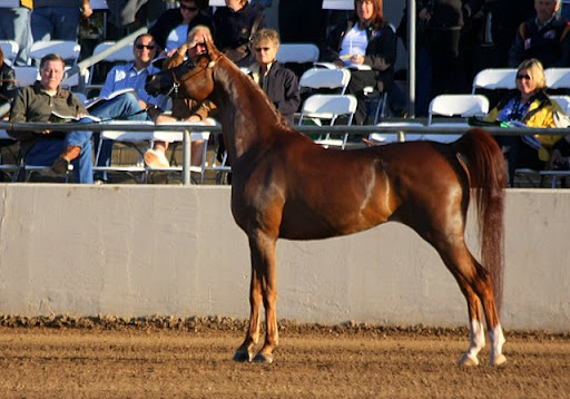 Picasa Web Albums - Nancy Pierce