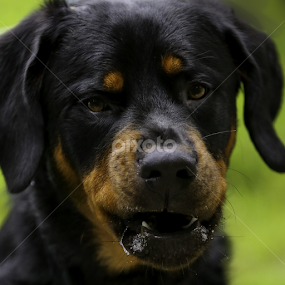  Growwwl by Nancy Merolle - Animals - Dogs Portraits