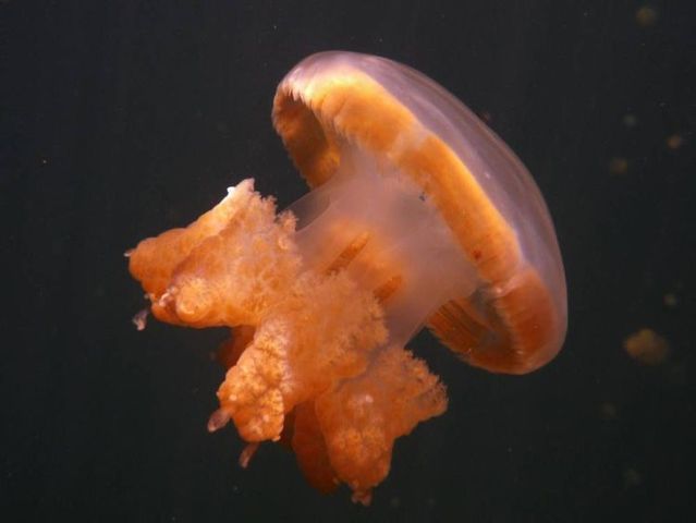 palau 13 Swim among thousands of Jellyfish