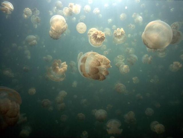 palau 11 Swim among thousands of Jellyfish