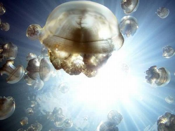palau 14 Swim among thousands of Jellyfish