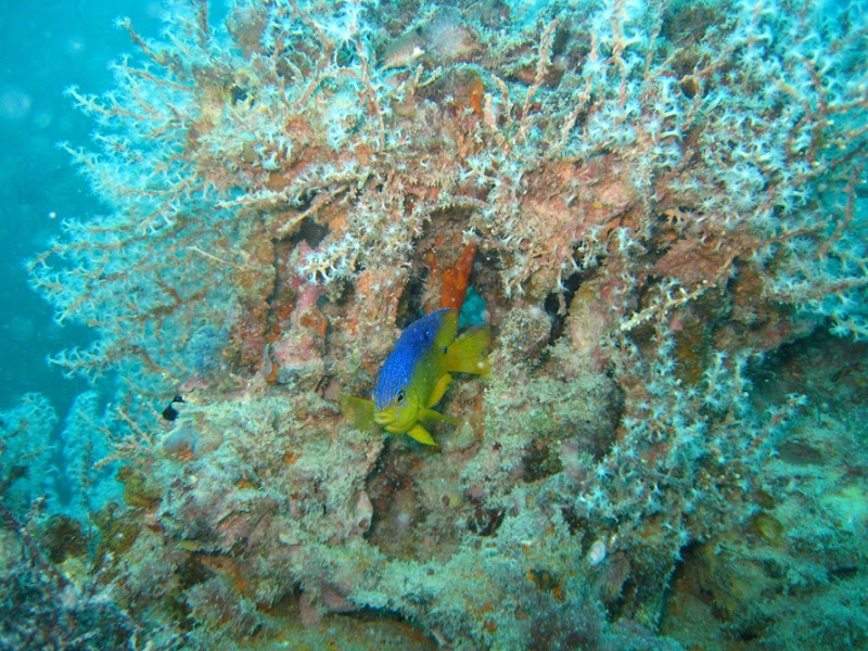 aquarium%20contest6 Mote Aquarium Reef Photo Contest