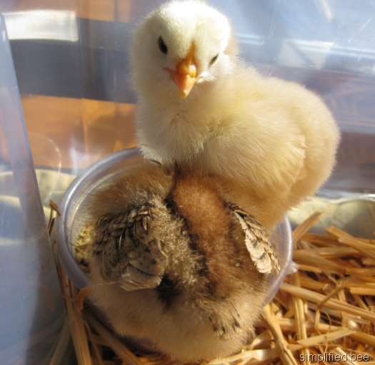[baby chicks yellow brown[14].png]