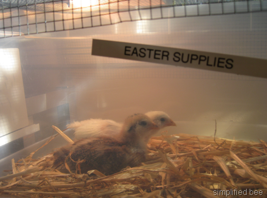[Easter-baby-chicks6.png]