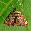 Metalmark Moth