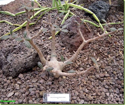Pachypodium densiflorum orto botanico roma