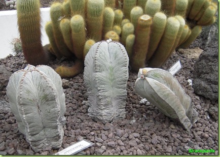 Astrophytum Notocactus roma orto botanico