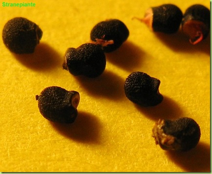 Lophophora seeds