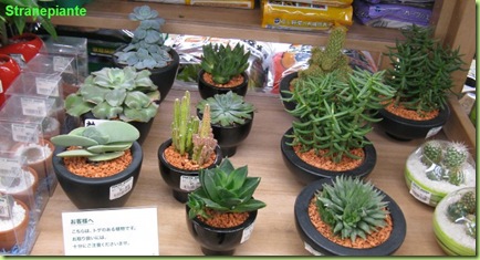 cactus tokyu hands