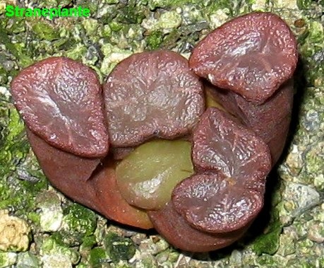 [haworthia maughanii rossa[3].jpg]
