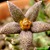 Piaranthus pilosus fiore