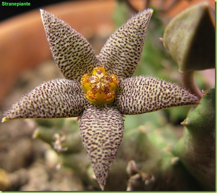 Piaranthus pilosus fiore e bocciolo