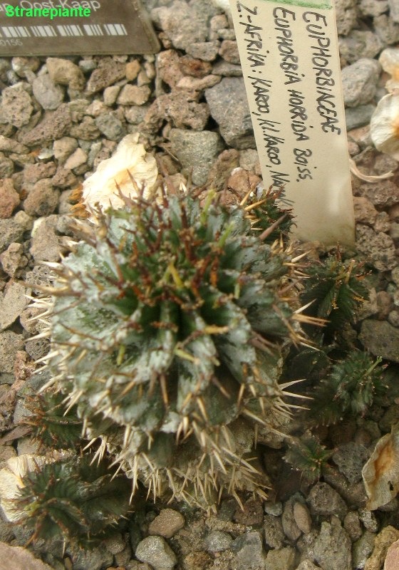 [Euphorbiahorrida3.jpg]
