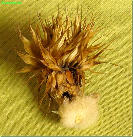echinocactus-grusonii-semi-bari