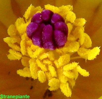 [polline parodia mammulosa[3].jpg]
