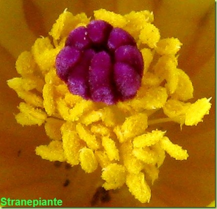 polline parodia mammulosa