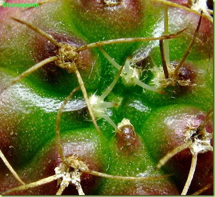 Gymnocalycium damsi polloncino macro