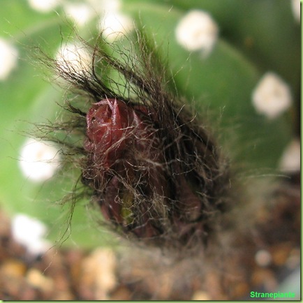 bocciolo-echinopsis-subdenudata
