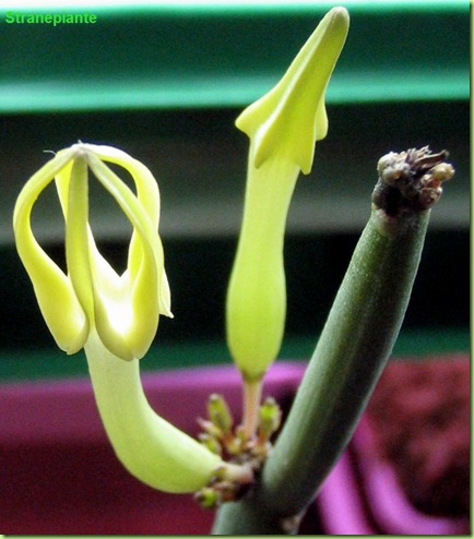 Ceropegia-Dichotoma-foto-fiori