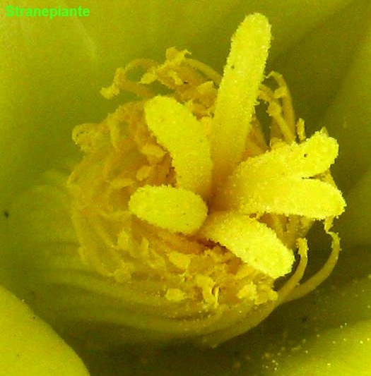 [polline pistilli stami mammillaria longimamma[3].jpg]