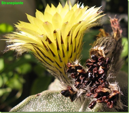 fiore Astrophytum myriostigma e semi