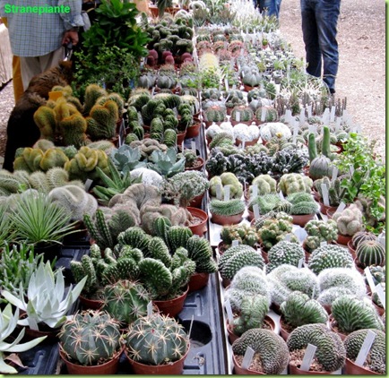 cactus vati tipi